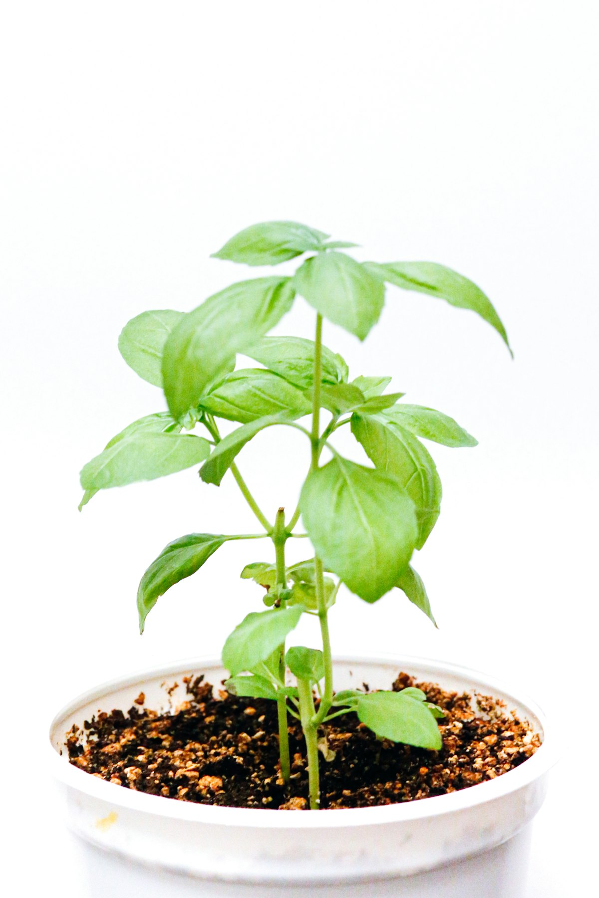 Fresh basil leaves